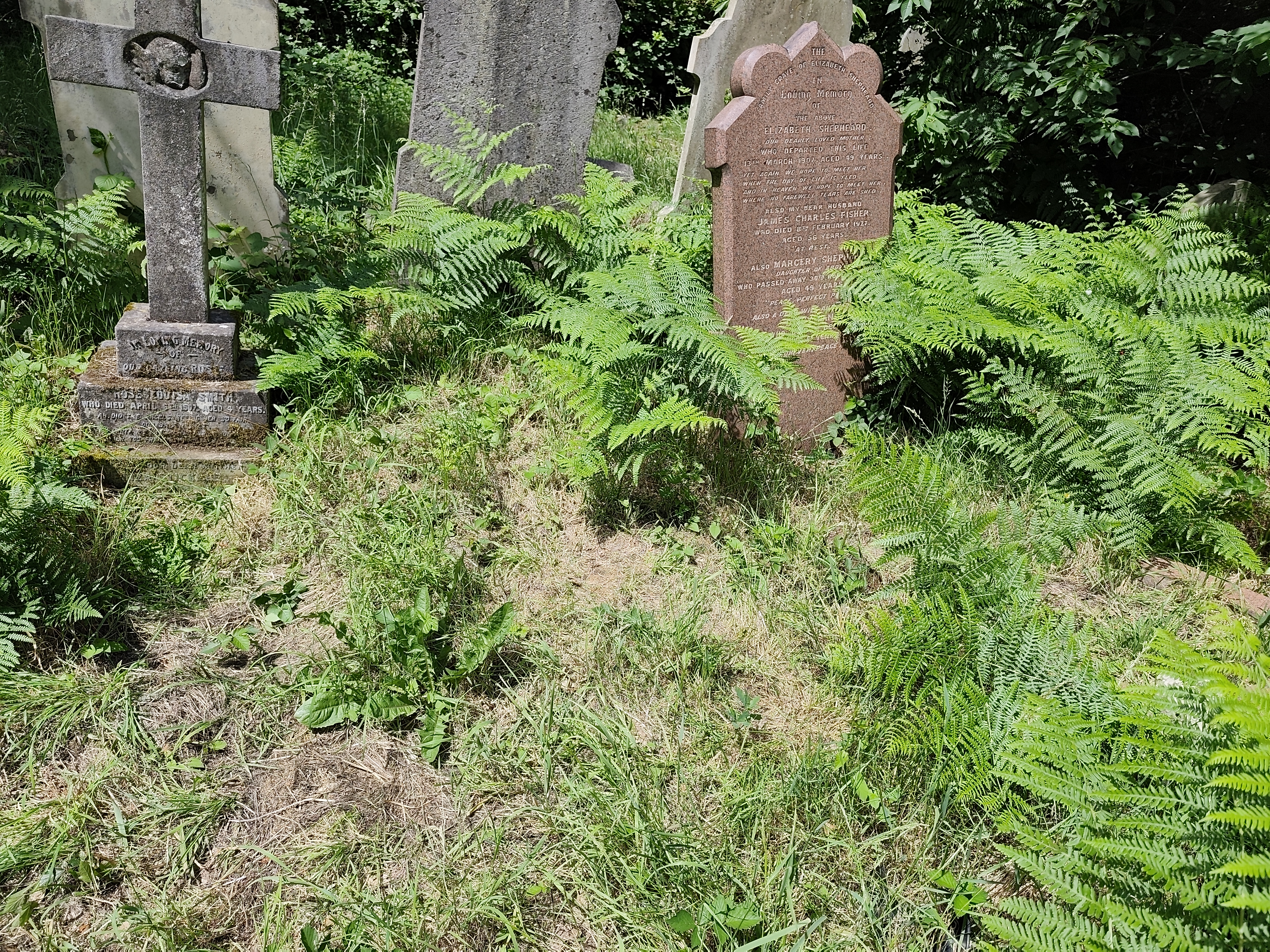 The overgrown area of Square 102 where Hannah Oliphant Smith's grave lies